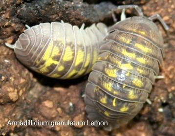 Verschillende soorten mooie Isopods, pissebedden beschikbaar voor biedingen