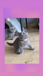 Britse korthaar poesje 🎀 🐾, Meerdere dieren