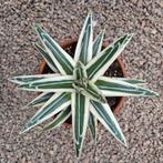 Agave Victorinae Reginae White Rhino Exclusief p13 (2)