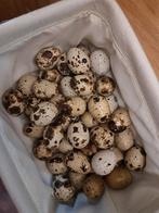 Verse kwartel eieren, Ophalen of Verzenden