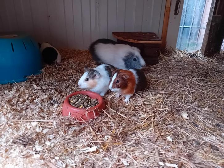 Cavia beertjes, Dieren en Toebehoren, Knaagdieren, Mannelijk, Cavia, November, Tam