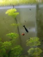 Garnalen blue dream, Dieren en Toebehoren, Vissen | Aquariumvissen, Kreeft, Krab of Garnaal