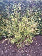 Boeren jasmijn, 150-170cm hoog, Ophalen, Overige soorten, 100 tot 250 cm