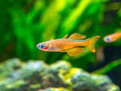 Pseudomugil paskai - Paska’s Blauwoogje - Koidream Valburg, Dieren en Toebehoren, Vissen | Aquariumvissen, Zoetwatervis, Vis