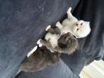 ragdoll kittens, Dieren en Toebehoren, Meerdere dieren, Ontwormd, 0 tot 2 jaar