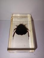 insect in epoxy hars 12, Ophalen of Verzenden, Nieuw, Insect, Beeldje of Figuurtje