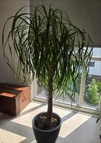 Kamerplant, Ophalen, Overige soorten, Minder dan 100 cm