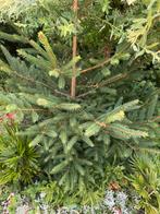 Denenboom, Tuin en Terras, Planten | Bomen, Ophalen of Verzenden, Overige soorten