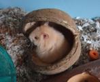 Jonge Hamsters, Dieren en Toebehoren, Knaagdieren, Meerdere dieren, Hamster, Voor 1 juli 2024