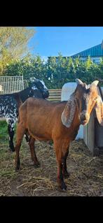 Nubische bok, Dieren en Toebehoren, Schapen, Geiten en Varkens, Mannelijk, Geit