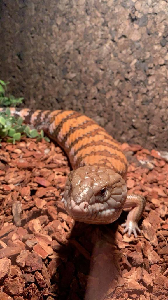 Blauwtongs skink 6 jaar