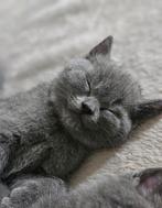 Britsekorthaar kittens, Dieren en Toebehoren, Katten en Kittens | Raskatten | Korthaar, Ontwormd