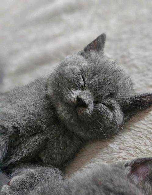 Britsekorthaar kittens (1 poesje 1 katertje over), Dieren en Toebehoren, Katten en Kittens | Raskatten | Korthaar, Ontwormd