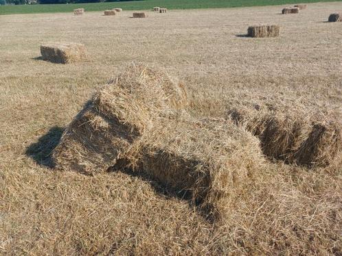 Hooi, Dieren en Toebehoren, Stalling en Weidegang