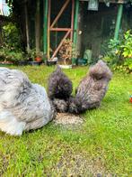 Usa silkies, Dieren en Toebehoren, Pluimvee, Vrouwelijk, Kip
