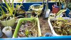 Vijverplant - Moerasplant - Waterplant - Ruilen voor tuinpla, Ophalen