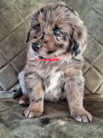 Prachtige merle reu zoekt for ever home️ groot ras., Dieren en Toebehoren, Honden | Niet-rashonden, Groot, Meerdere, Meerdere dieren