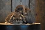 Lieve Raszuivere NHD baby konijntjes!