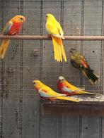 Turquoisine, Dieren en Toebehoren, Meerdere dieren, Parkiet, Geringd