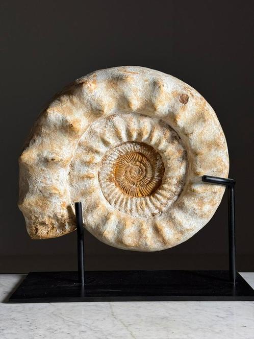 XL Ammoniet fossiel op standaard, Verzamelen, Mineralen en Fossielen, Fossiel, Ophalen