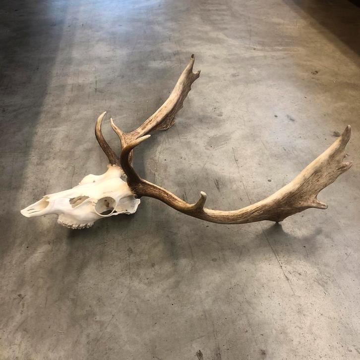 Damhert gewei, hertengewei, geweitje, geweien, Antiek en Kunst, Curiosa en Brocante, Ophalen