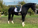 Mooie, lieve Z startgerechtigde merrie te koop, Dieren en Toebehoren, Paarden, Merrie, Z, Gechipt, Dressuurpaard