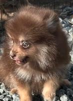 Mini Pomeranian pup, België, Particulier, Rabiës (hondsdolheid), 8 tot 15 weken