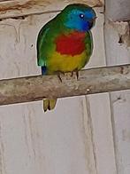 Wildkleur Splendid Mannen, Dieren en Toebehoren, Vogels | Parkieten en Papegaaien, Mannelijk, Parkiet, Geringd
