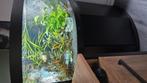 Aquarium, Dieren en Toebehoren, Vissen | Aquaria en Toebehoren, Ophalen of Verzenden, Zo goed als nieuw, Gevuld zoetwateraquarium