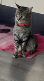 Gezonde jonge kater, zoekt een liefdevol huisje., Dieren en Toebehoren, Katten en Kittens | Overige Katten, Kater