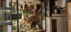 Terrarium 70x40x71, Dieren en Toebehoren, Ophalen, Nieuw