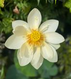 Lotus Nelumbo wit - de echte!, Ophalen, Zomer, Overige soorten, Volle zon