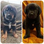 Te Koop: Boulab pups Labrador x Berner Sennen TEEFJES, Dieren en Toebehoren, Honden | Niet-rashonden, Parvo, 8 tot 15 weken, Teef
