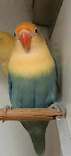 Mooie opaline yellowface turquoise violet/dilute, Dieren en Toebehoren, Geslacht onbekend, Dwergpapegaai of Agapornis, Geringd