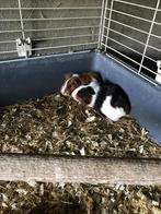 Cavia jong, Dieren en Toebehoren, Knaagdieren, Cavia, Mei, Meerdere dieren, Tam