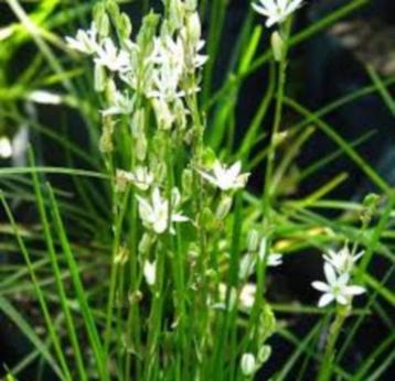 Caudex Ornithogalum Juncifolium Zuid Afrika potmaat 8,5 cm. beschikbaar voor biedingen