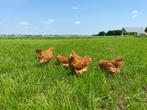 Jonge tamme New Hampshire kippen te koop gesekst en ingeënt, Dieren en Toebehoren, Pluimvee, Kip, Vrouwelijk
