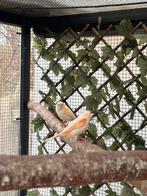 Koppel mozaiek kanaries, Dieren en Toebehoren, Vogels | Kanaries, Meerdere dieren, Kleurkanarie