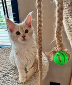 Maine coon kitten met stamboom, Dieren en Toebehoren, Poes, Gechipt, 0 tot 2 jaar