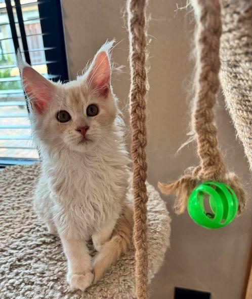 Maine coon kitten met stamboom, Dieren en Toebehoren, Katten en Kittens | Raskatten | Langhaar, Poes, 0 tot 2 jaar, Met stamboom