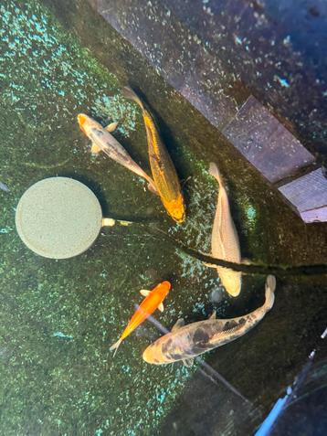 Nog 5 Japanse baby koi karpers 1,5 jaar oud / eigen kweek beschikbaar voor biedingen