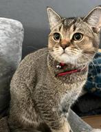 100% Britse korthaar katertje 6 maanden oud, 2 vaccines, Dieren en Toebehoren, Katten en Kittens | Raskatten | Korthaar, Kater