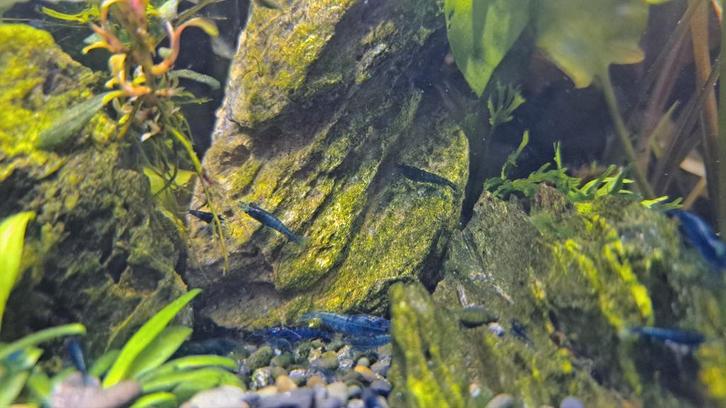 Neocaridina cf. davidi – Blue Dream, Dieren en Toebehoren, Vissen | Aquariumvissen, Zoetwatervis, Kreeft, Krab of Garnaal
