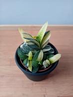 Gasteria varigata vetplantjes 5cm, Ophalen, Vetplant, Halfschaduw, In pot