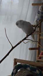 Jonge grasparkieten!, Meerdere dieren