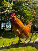 Hollandse kriel haan juni 2021 buff kleurslag, Dieren en Toebehoren, Pluimvee, Mannelijk, Kip