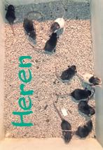 Baby ratjes! (Dumbo/rex mix), Dieren en Toebehoren, Knaagdieren, Rat, Meerdere dieren, Tam, Oktober