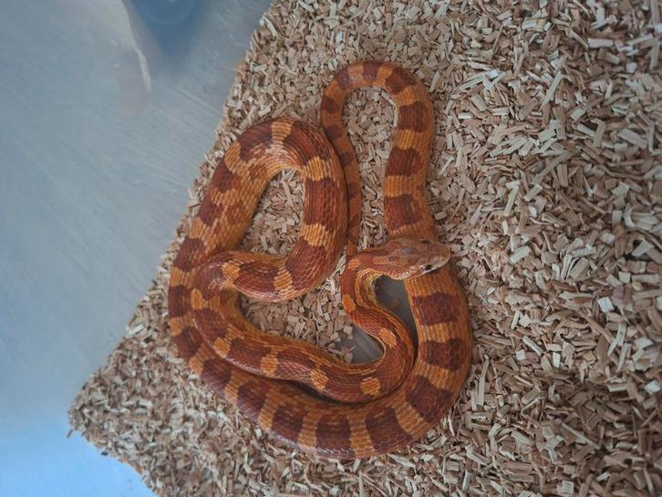 Meerdere rattenslangen koop of ruil, Dieren en Toebehoren, Reptielen en Amfibieën, Slang, 0 tot 2 jaar