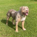 American Bully XL-XXL Tri color dekreuen, Rabiës (hondsdolheid), Reu, Meerdere, 3 tot 5 jaar