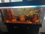 Aquarium en/of vissenhulp/opvang!?, Ophalen, Zo goed als nieuw, Gevuld zoetwateraquarium